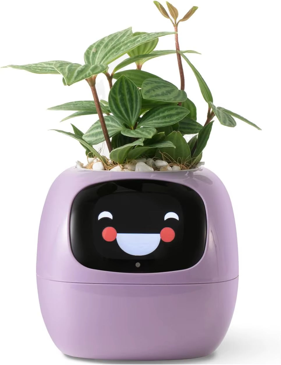 AI Smart Planter Gesture Interaction Gardening Device with Real Time Water Monitoring, Intelligent Pots for Smart Home
#Color=Purple,Viola